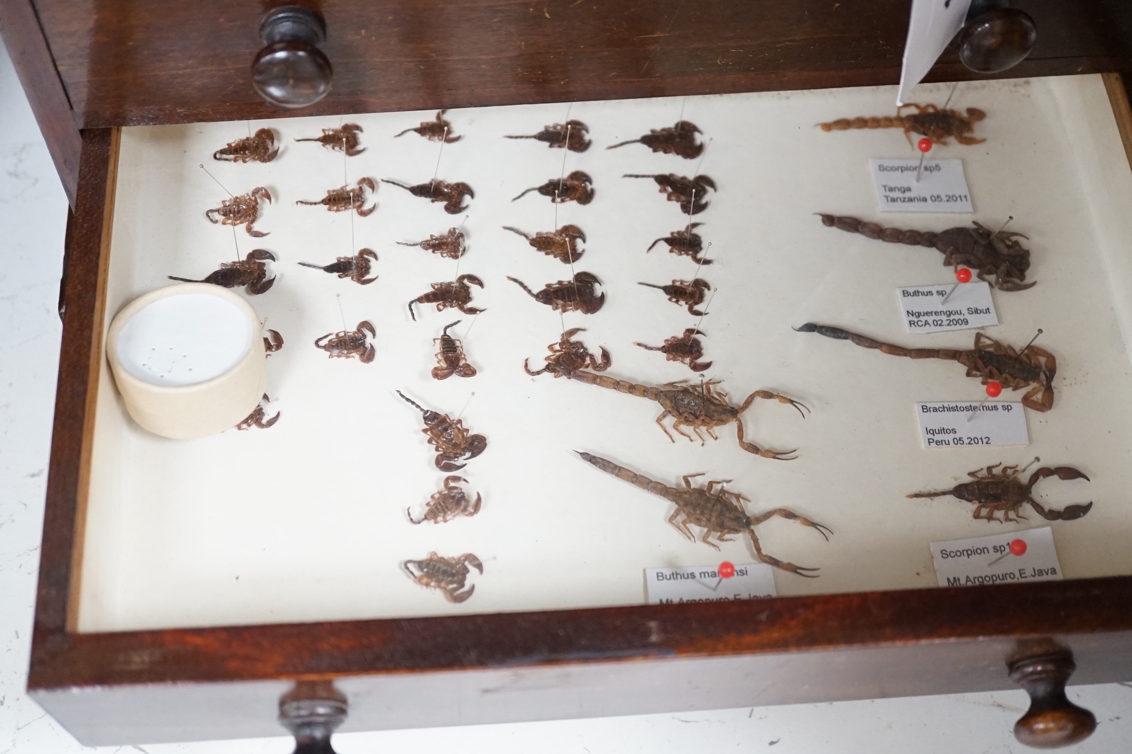 A 19th century miniature mahogany 4 drawer chest of taxidermic scorpions, 30cm tall